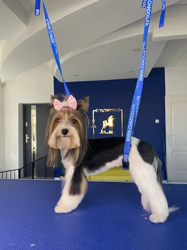 Psi i Koci Fryzjer Groomer Lubin Stylowy Pies i Kot